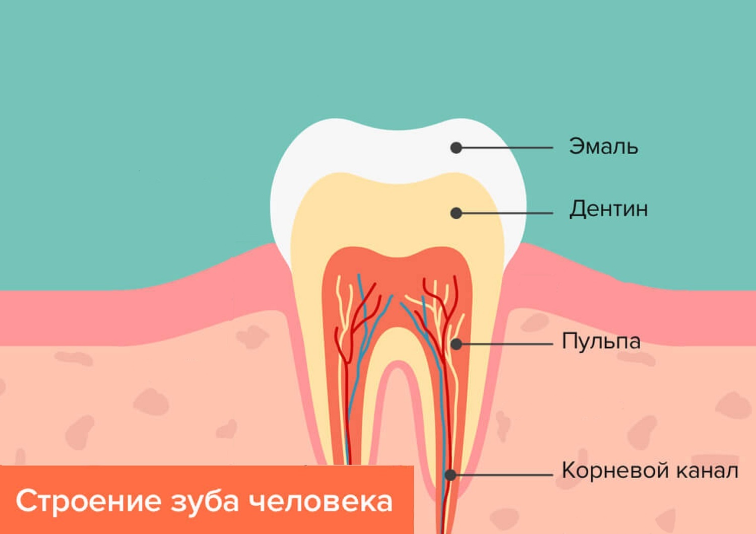 Корни в зубах схема